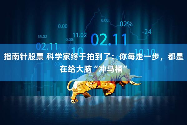 指南针股票 科学家终于拍到了:你每走一步,都是在给大脑“冲马桶”